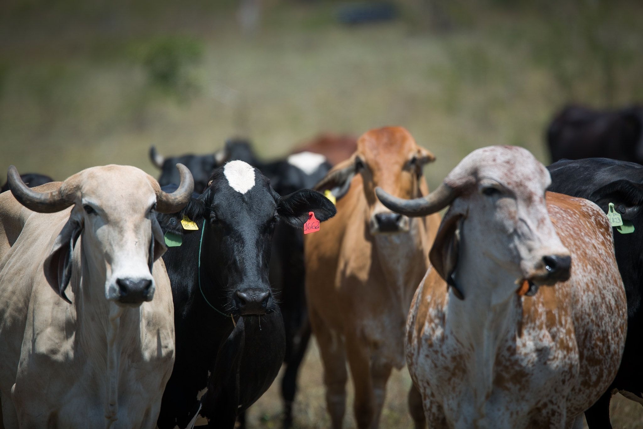 Seara supera R$ 4 bilhões em investimentos na SuperAgro em dez anos