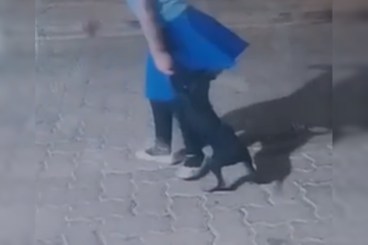 Ibama resgata cão após família praticar maus-tratos e postar nas redes