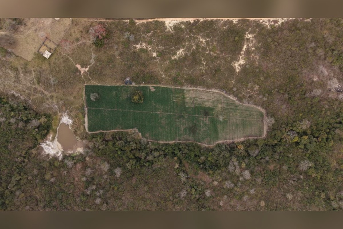 Cultivo ilegal: PF encontra "floresta" com 40 mil pés de maconha