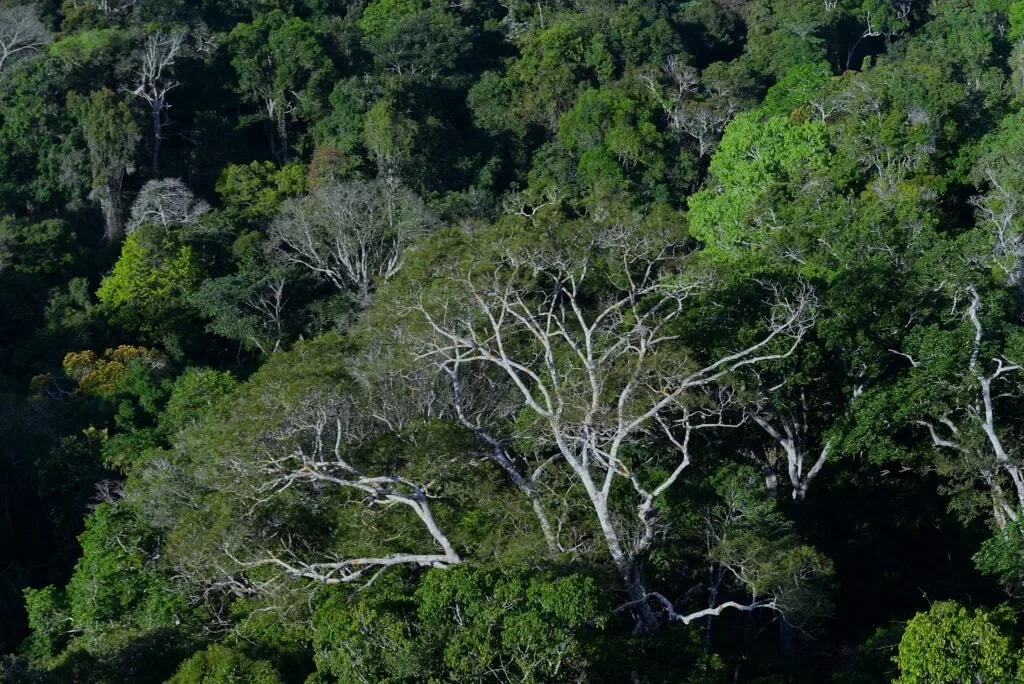 Estudo revela que regeneração natural de floresta ajuda a conter avanço de espécies invasoras