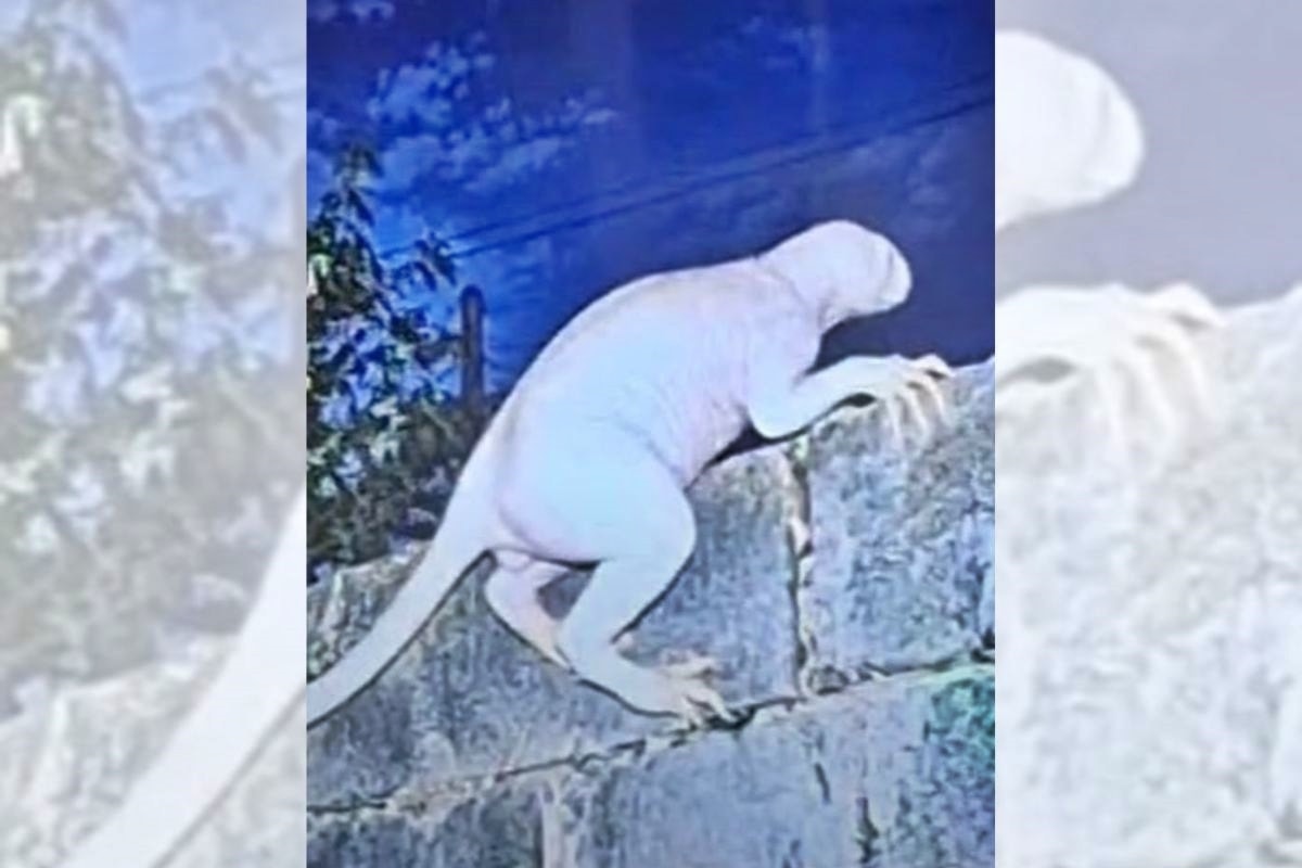 Criatura misteriosa ataca animais e assusta moradores de cidade mexicana