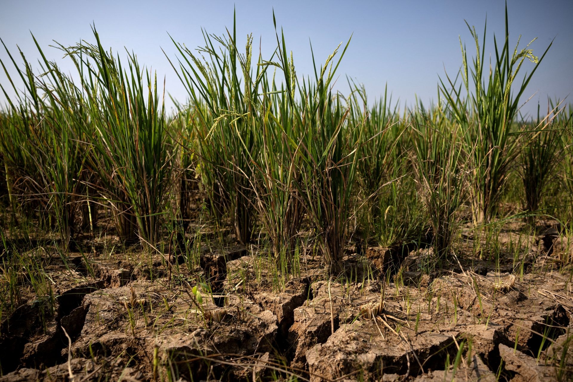 O El Niño que pode bagunçar colheitas, inflação e carteiras pelo mundo