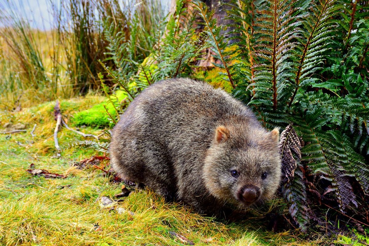 Wombat: animal curioso faz cocô em cubinhos e usa o traseiro para defesa