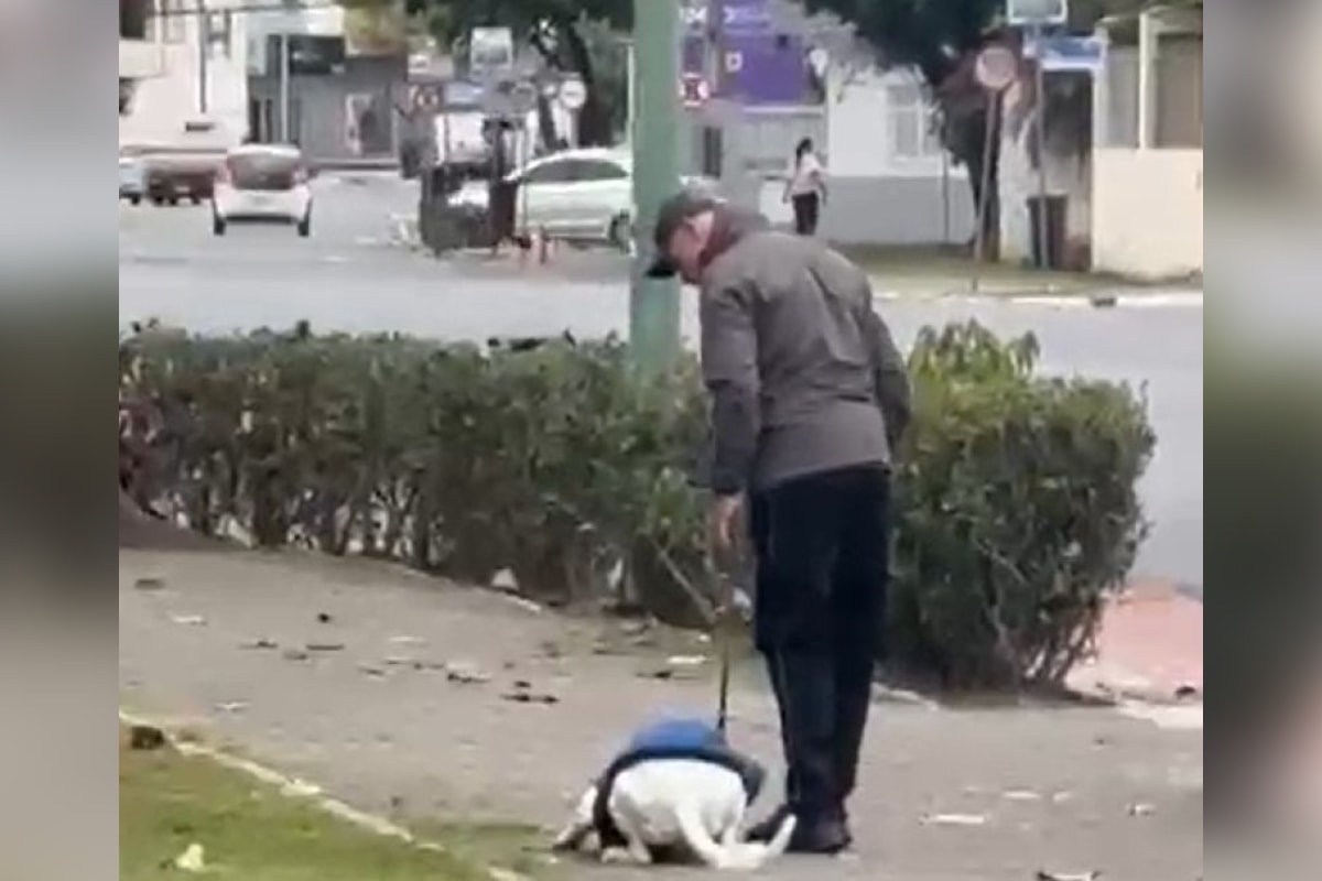 Tutor é preso após agredir cachorro com tapas e chutes durante passeio