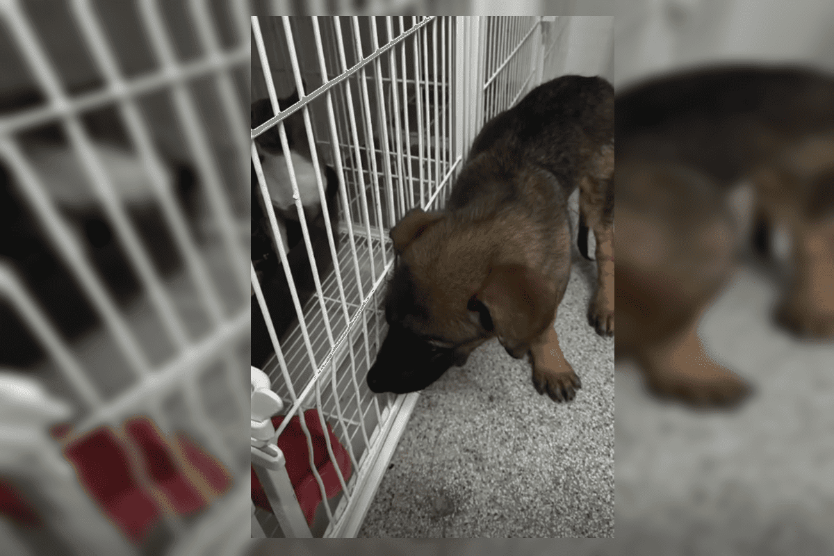 Veja como está a recuperação do filhote resgatado de concreto no DF. Vídeo