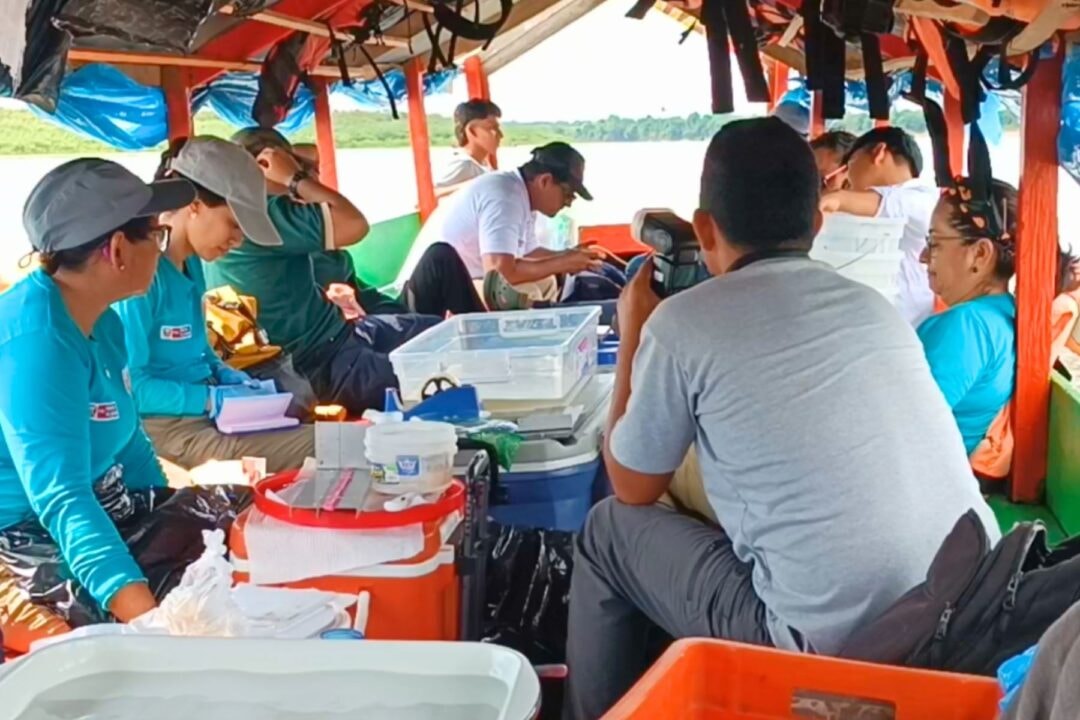 Pesquisadores peruanos descobrem caso raro de peixe amazônico com tons claros e pálidos