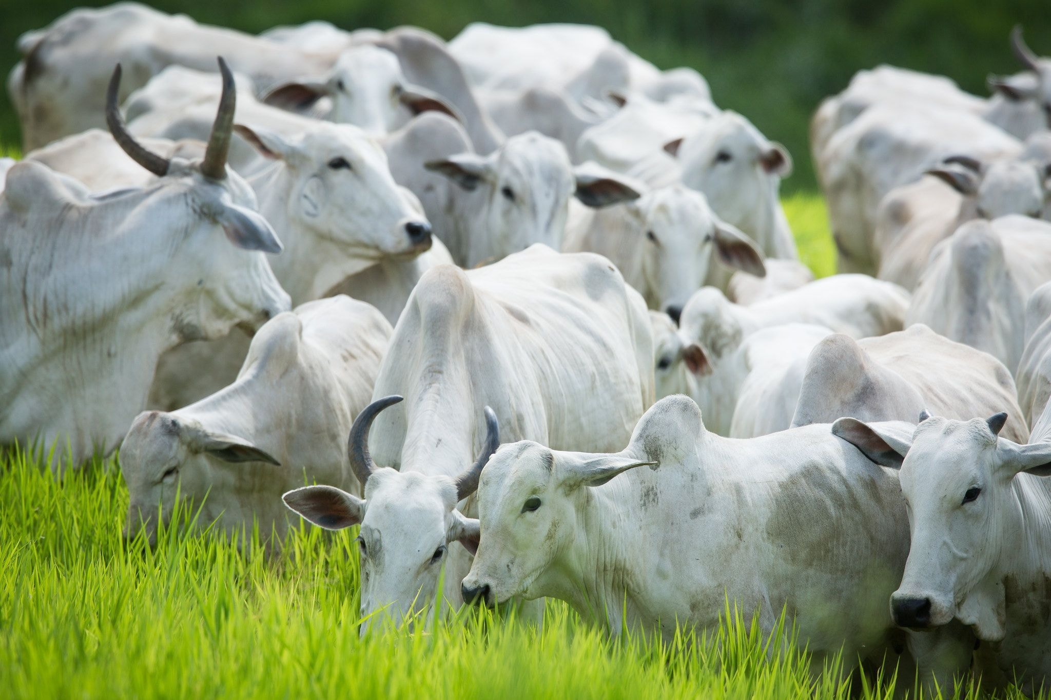 Antimicrobianos viram desafio para pecuária brasileira