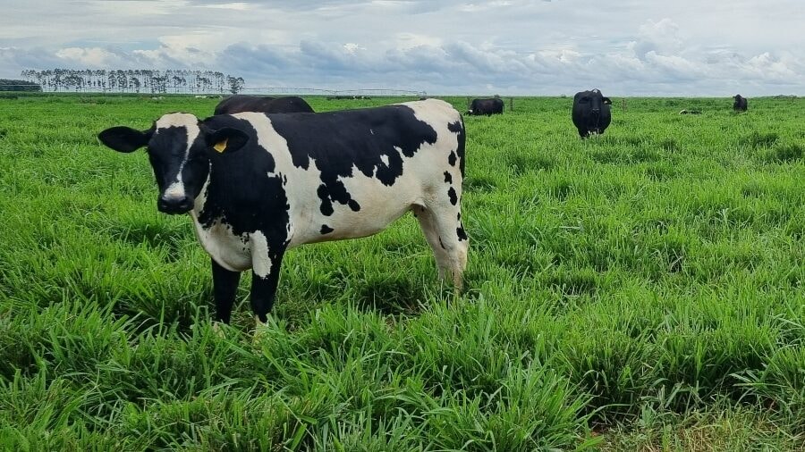 Vacas com genética adaptada produzem o triplo da média de leite em Mato Grosso