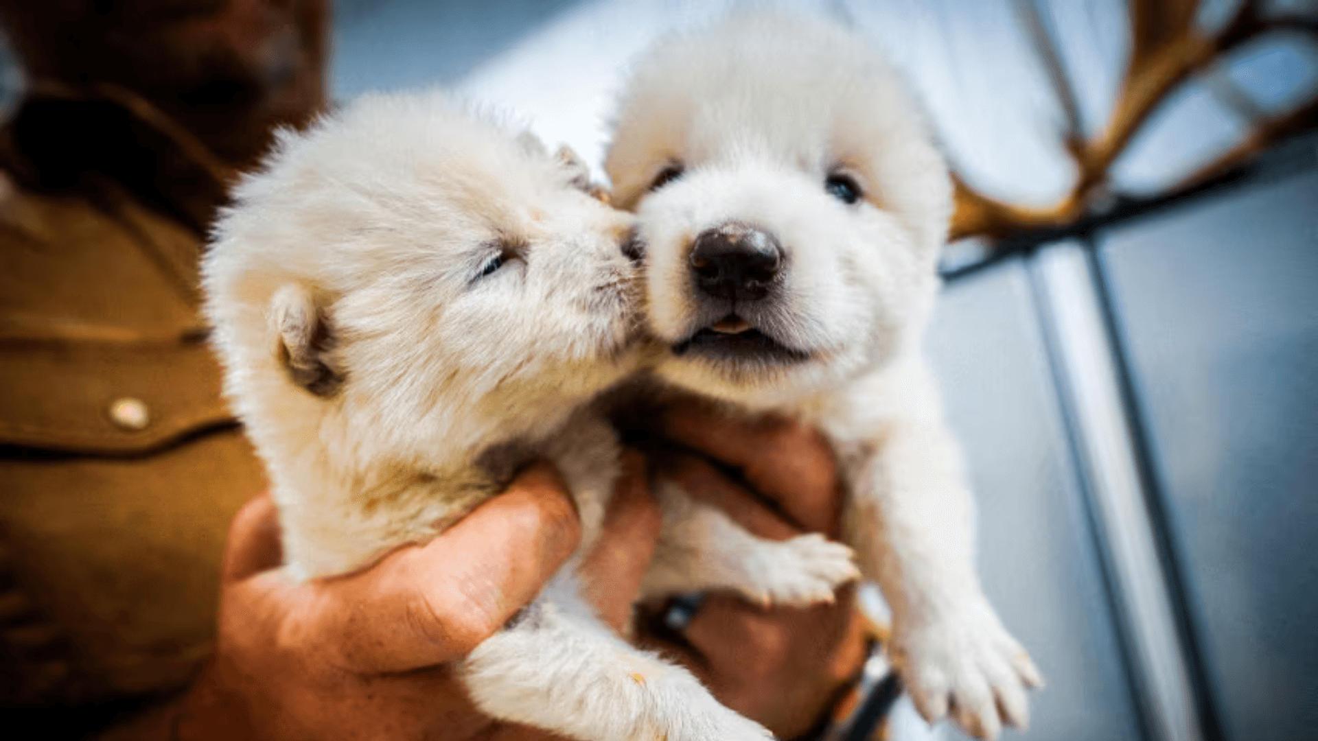 Bilionário propõe acolher 80 hipopótamos que serão sacrificados na Colômbia