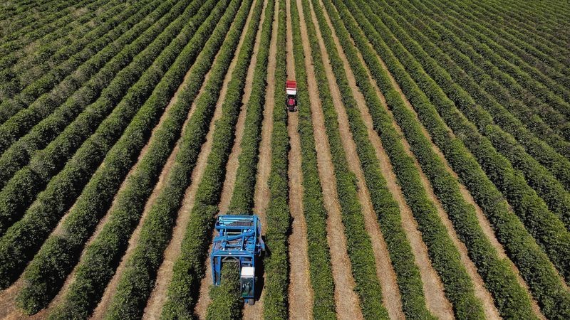 Exportação de café verde do Brasil atinge maior nível em 20 meses