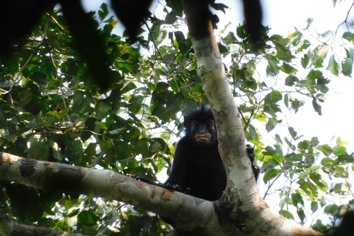 Após anos “escondida”, nova espécie de macaco é encontrada na RD Congo