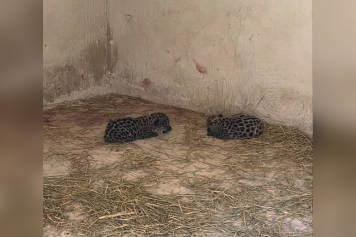 Onça-pintada tem casal de filhotes em refúgio de Minas Gerais
