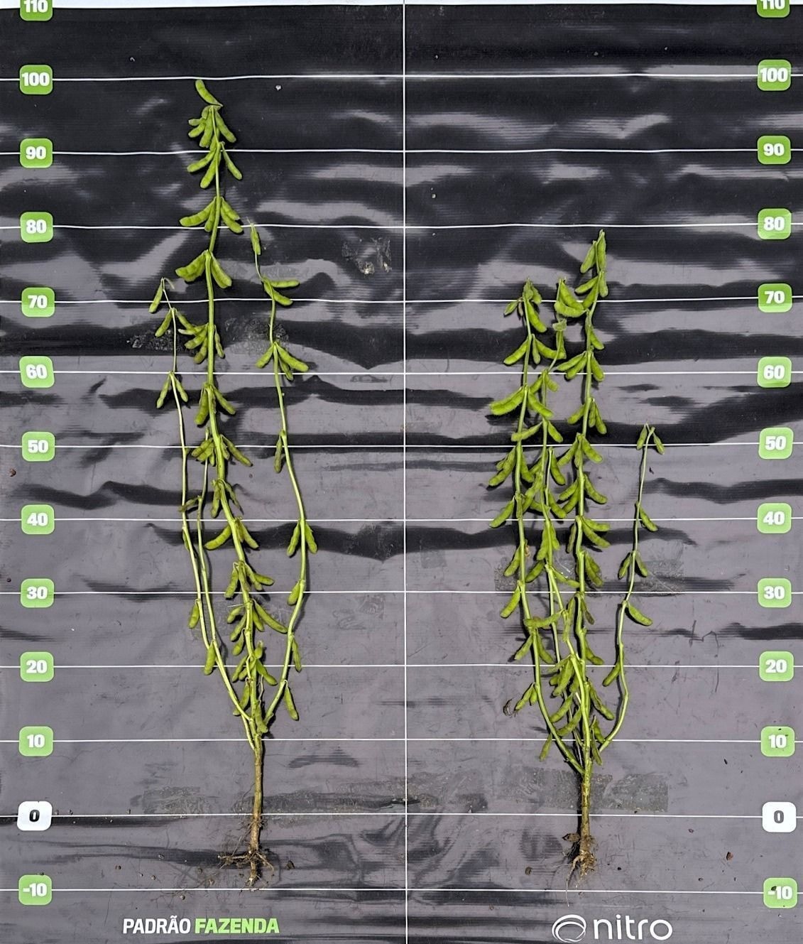 Agtech Stenon capta 18 milhões de euros em rodada série b