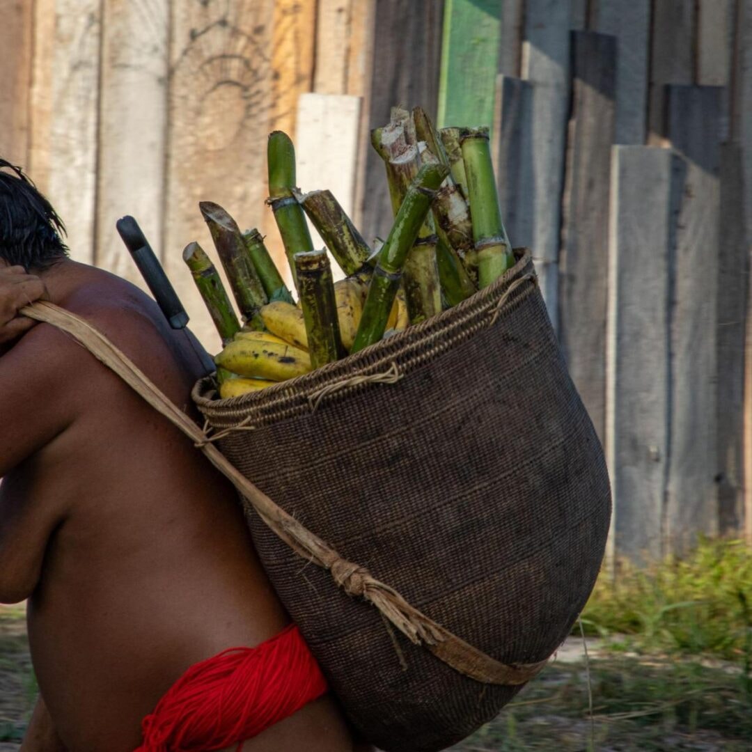 Estudos mostram que chuvas em Roraima podem ficar abaixo da média e incêndios florestais devem intensificar em 2027