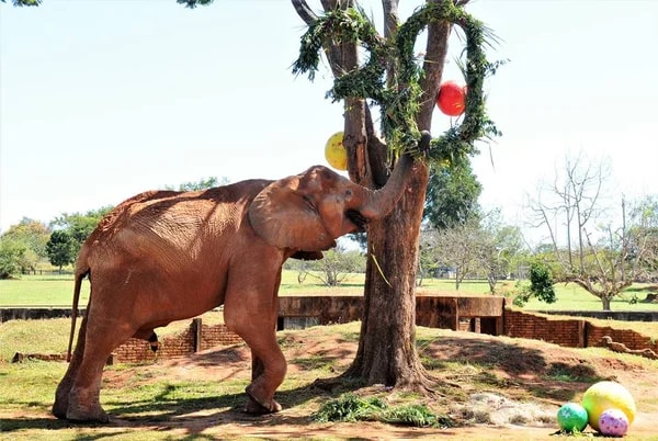 Mulher invade recinto do elefante Chocolate no zoo do DF