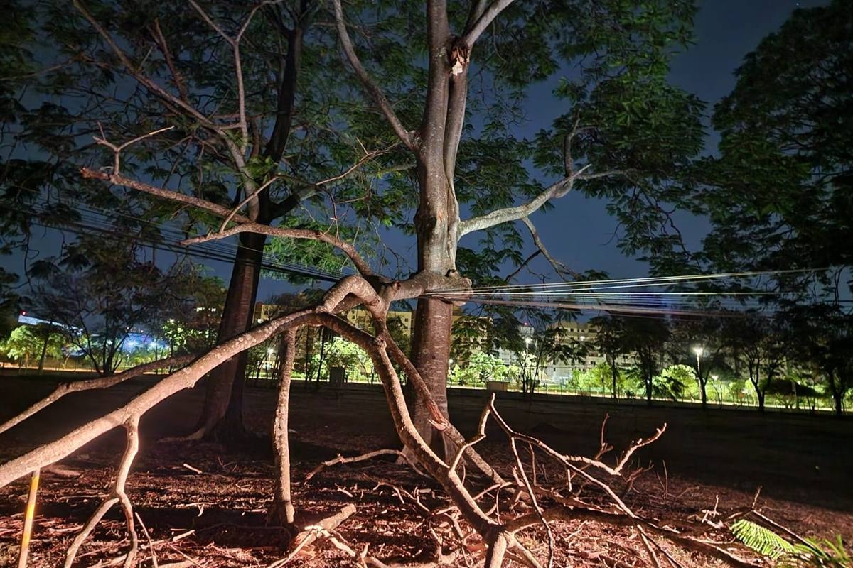 Árvore cai sobre rede elétrica e deixa sem luz parte do Parque da Cidade