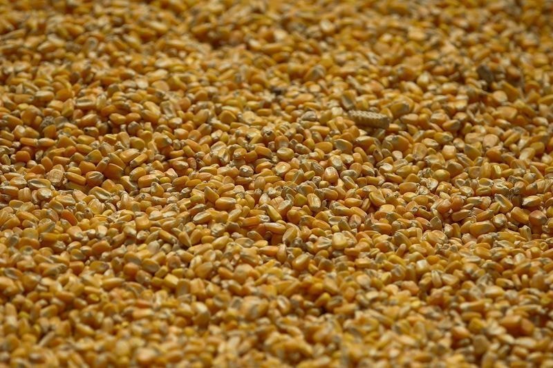 Demanda por proteínas aquece mercado de ração no Brasil