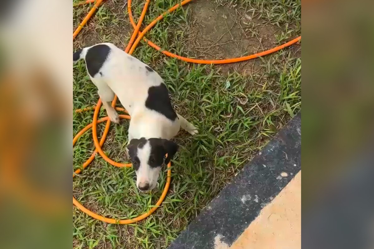 Homem arrasta, esfaqueia e joga cadela ainda viva no lixo no ES