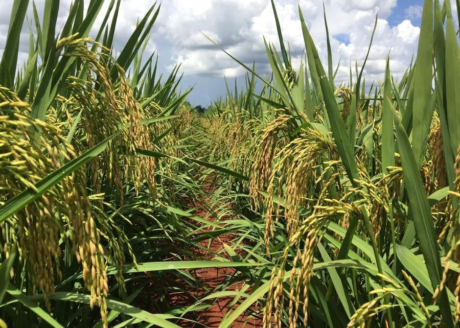 Indústria brasileira de arroz já sofre com tensões comerciais