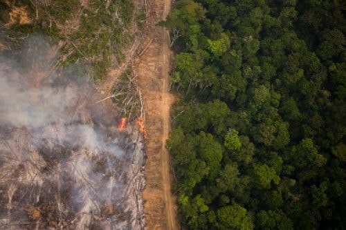 Queda de 41,8%: Inpe detalha menor taxa de desmatamento da série histórica na Amazônia