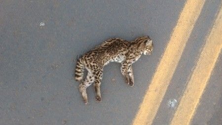 Parasita que causa diarreia ataca EUA e deixa doentes; veja o que fazer