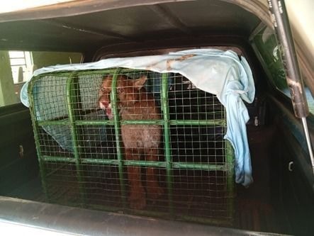Filhote de onça vítima de ataque de cães retorna à natureza em SP