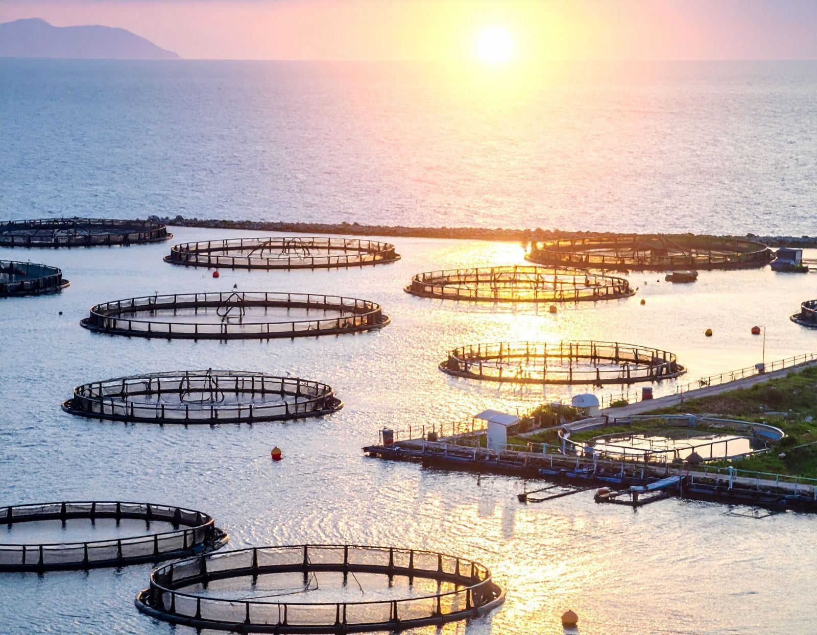 União Europeia visita Brasil para retomar comércio de pescados