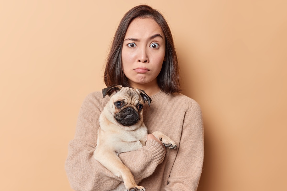 Cérebro dos cães pode distinguir emoções humanas pela expressão facial