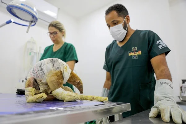 Com a seca no DF, hospital silvestre se prepara para aumento de casos