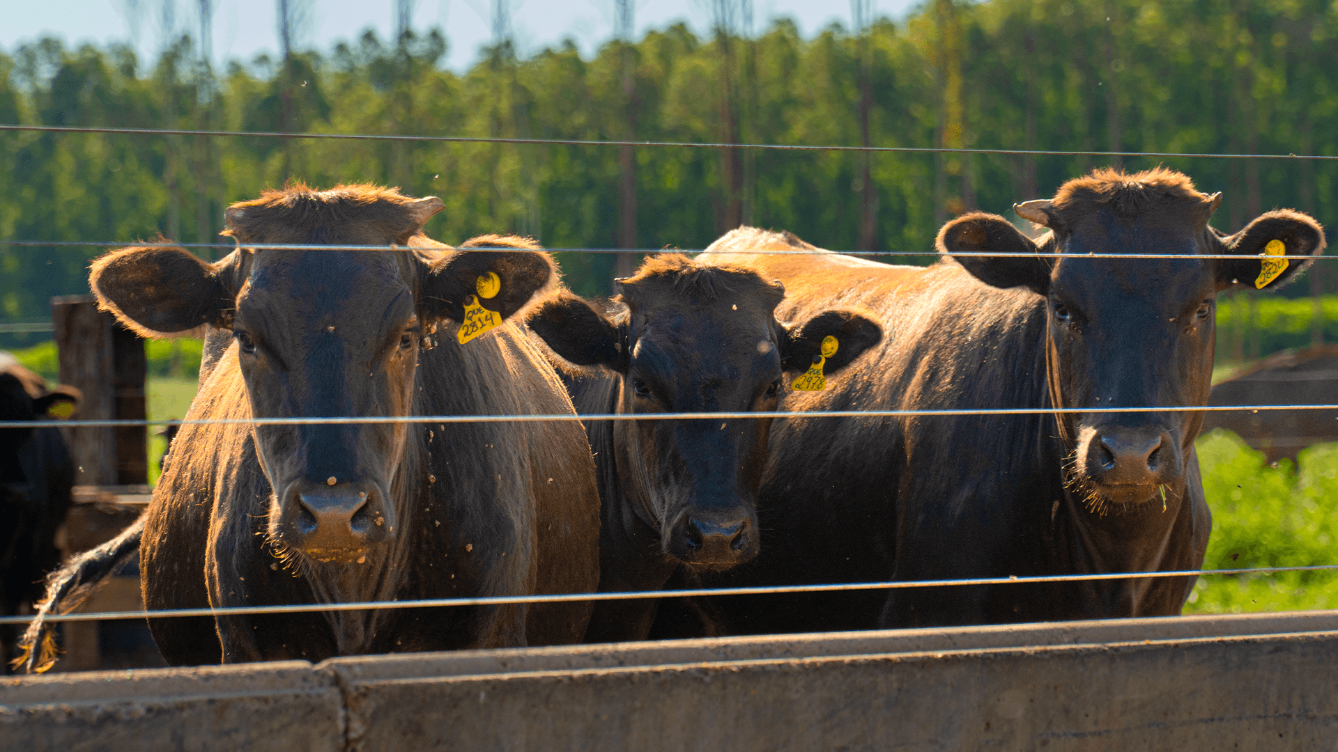 Guabi investe em cinco fábricas de nutrição animal no Brasil