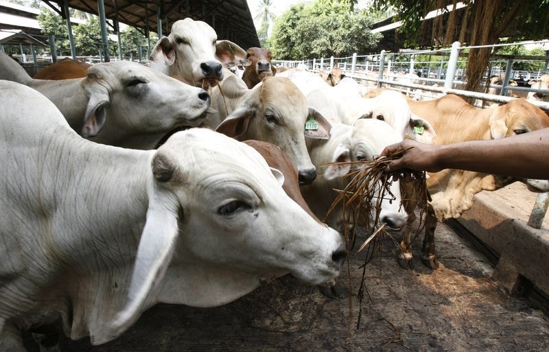 Frigoríficos ociosos levam Paraguai a importar suínos vivos do Brasil