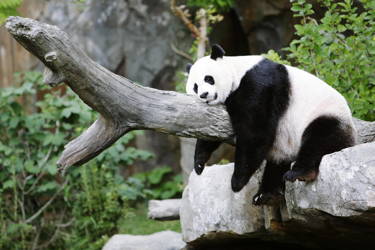 Em visita a Trump, Xi anuncia envio de pandas "embaixadores" a zoo dos EUA