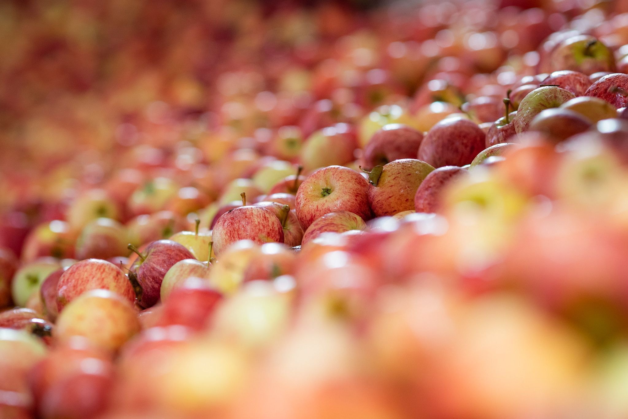 Frutas brasileiras buscam novos mercados e consumidores na Europa
