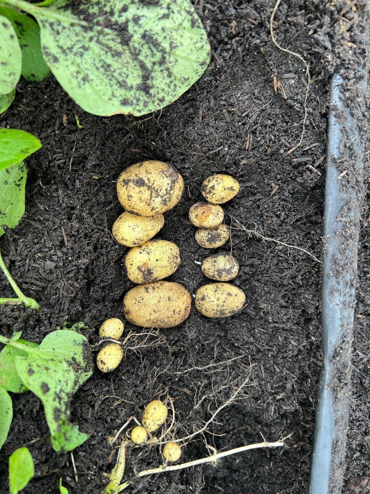 Dieta rica em batata pode ter moldado DNA de povos indígenas andinos