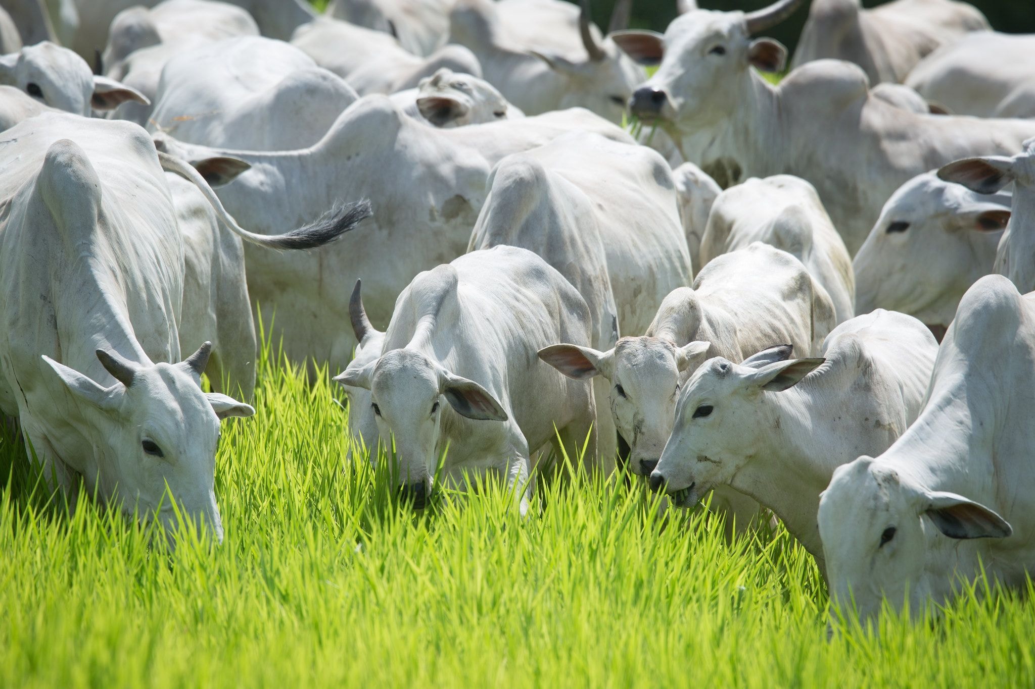 Valor da produção agropecuária brasileira soma R$ 1,44 trilhão em setembro