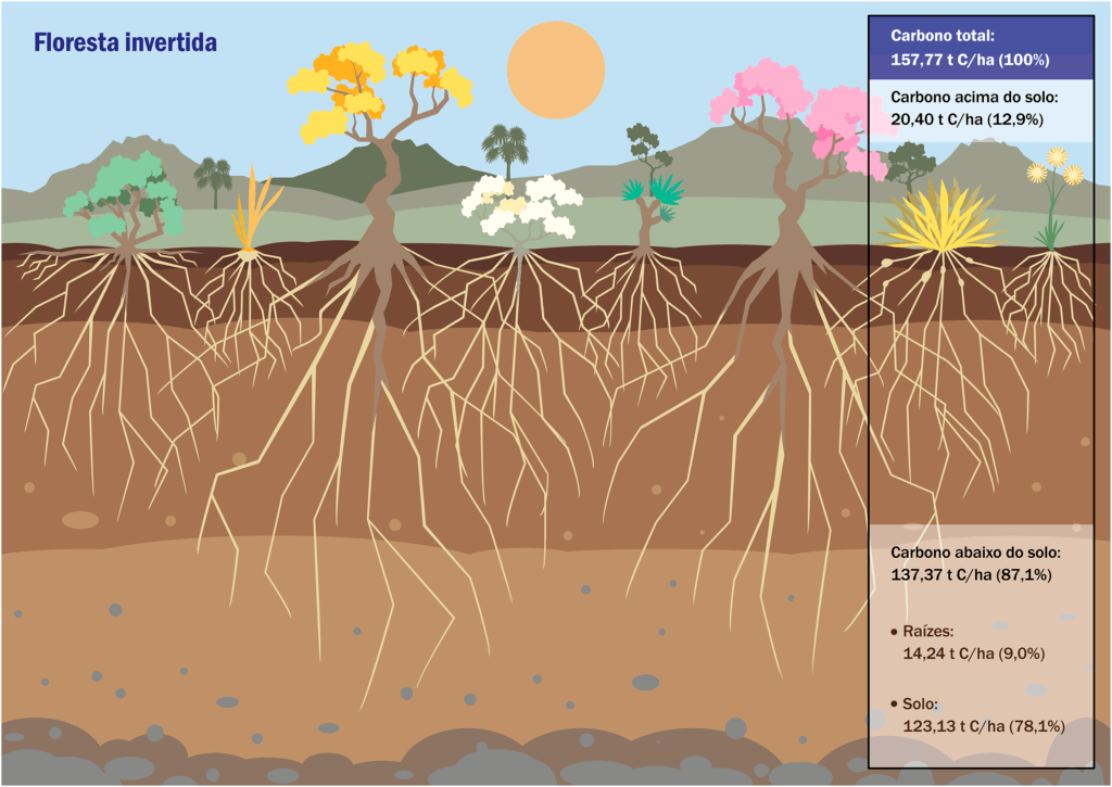 A crise do Cerrado em revisão: – 6. Floresta invertida