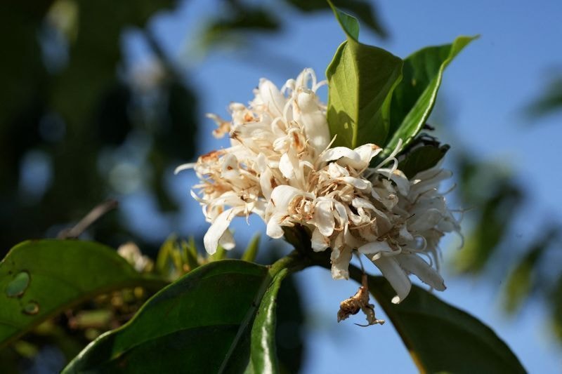 Café fica mais caro mesmo com o avanço da colheita