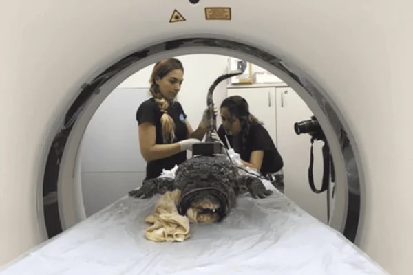 De acupuntura a tomografia: a rotina de animais do Aquário de SP