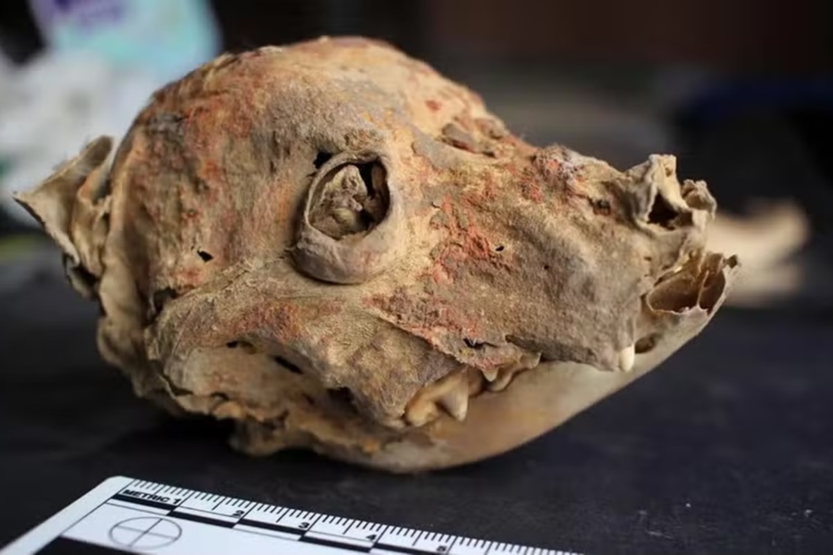 Arqueólogos encontram ossadas de cães sem pelos enterrados há 1.200 anos