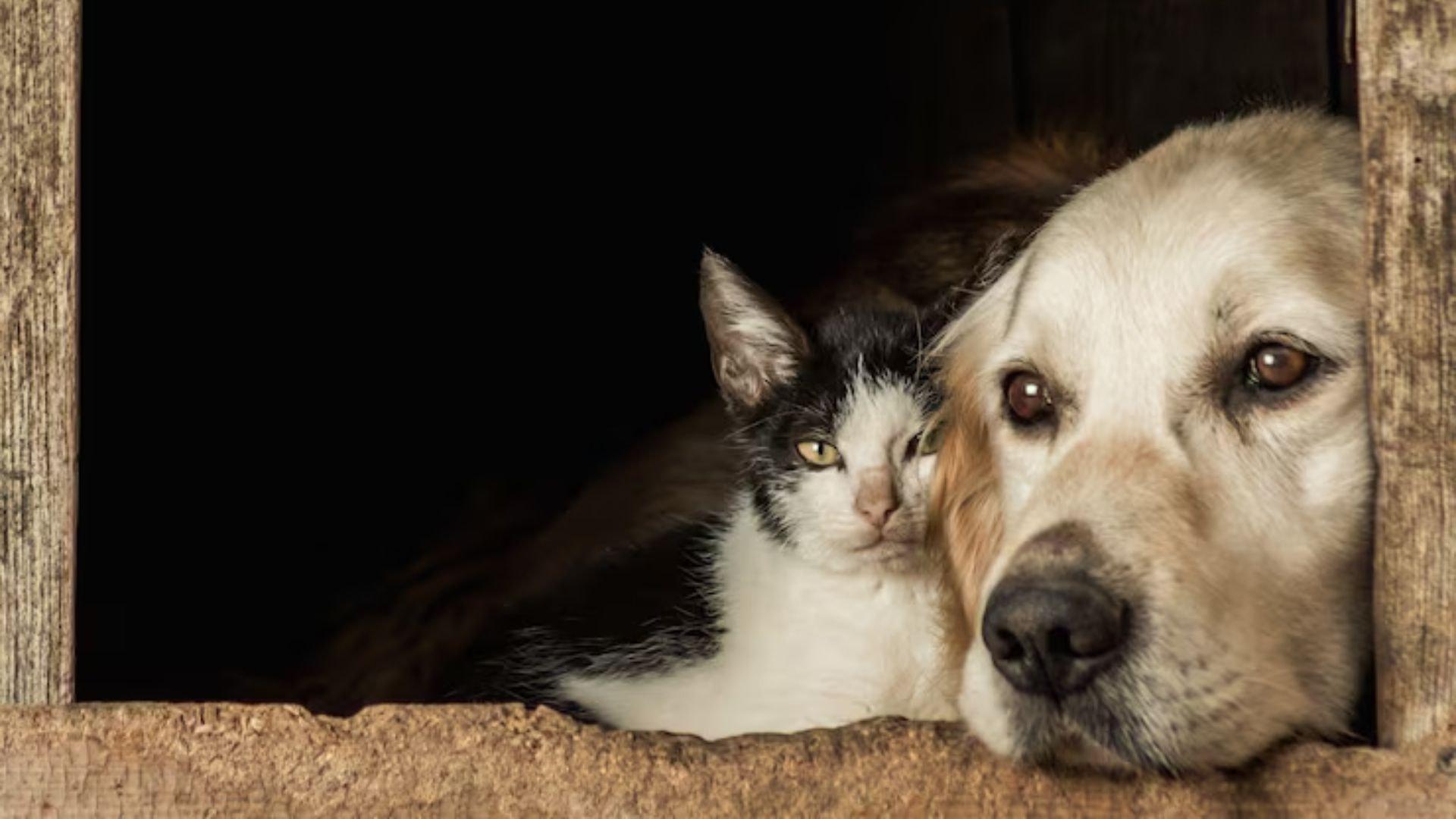Inverno exige atenção redobrada e check-ups preventivos para cães e gatos