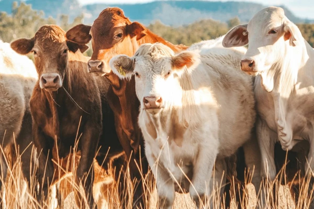 Após suspensão, Brasil pode levar 2 anos para voltar a exportar carne à UE