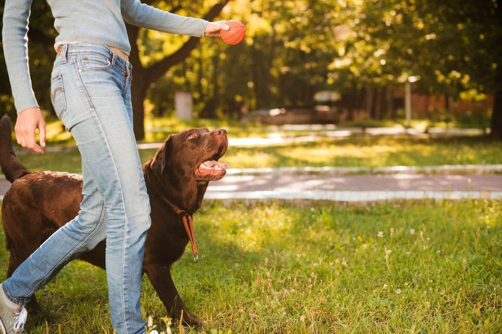 Doação de sangue animal: como funciona e quais pets podem doar