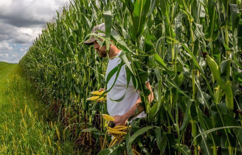 Plantio de soja em Mato Grosso começa mais cedo