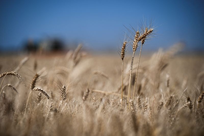 Entenda como o El Niño impacta culturas em regiões tropicais