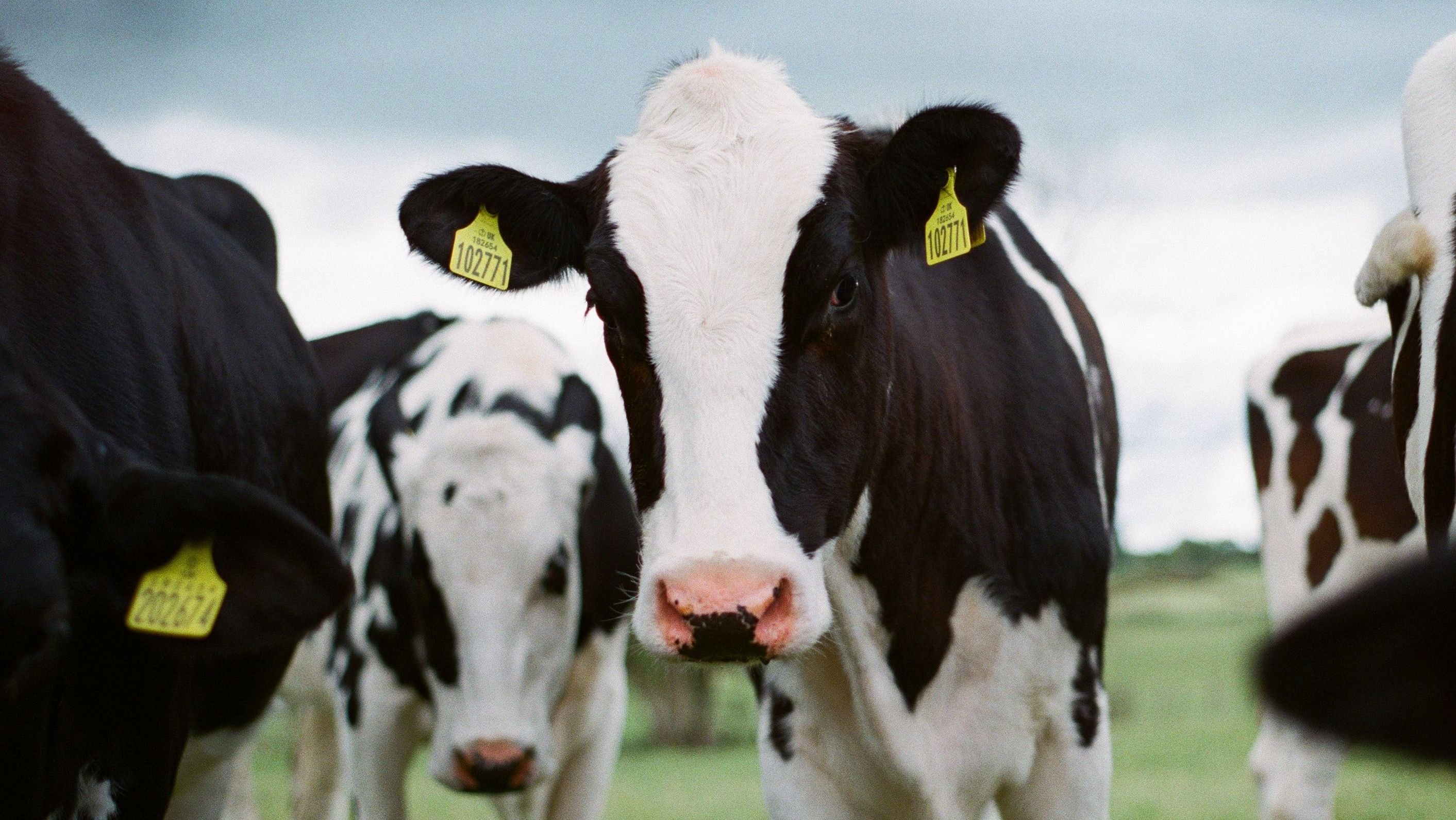 Brasil e África do Sul firmam acordo para cooperação no agro e febre aftosa