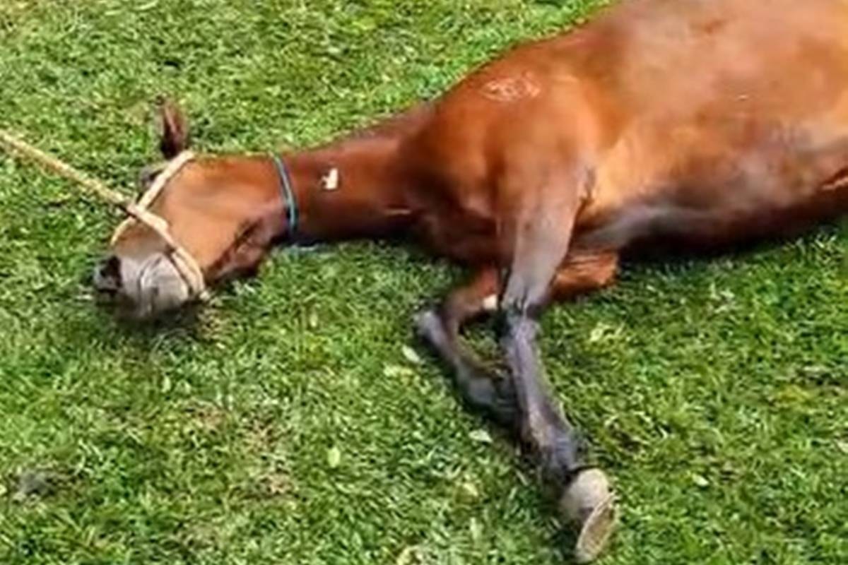 MPSP processa empresa de ração por mortes de cavalos e risco a humanos
