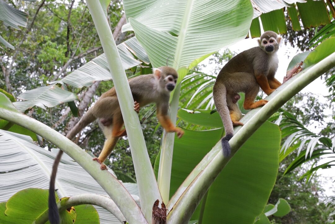 Embrapa abre floresta urbana em Belém para observação científica da biodiversidade