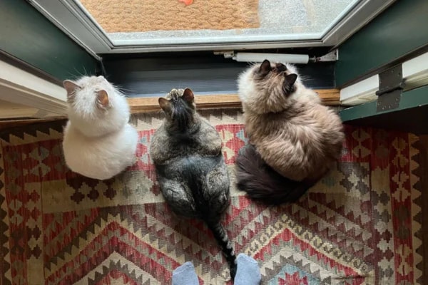 Férias escolares exigem cuidados para evitar estresse em cães e gatos