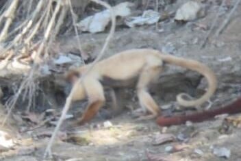 Macaco com condição rara é registrado pela primeira vez em parque nacional no Peru