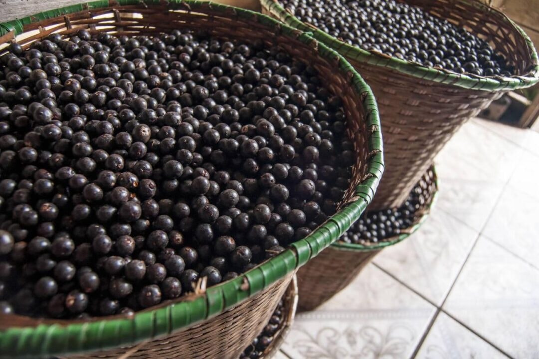 Pesquisa sobre uso do caroço de açaí em painéis MDF é apresentada em São Paulo